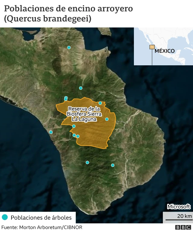 Mapa de la Sierra de la Laguna que muestra las poblaciones de encino arroyero