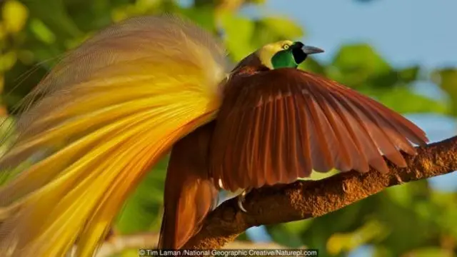 Burung cenderawasih jantan memikat pasangannya dengan gerakan tarian yang rumit.