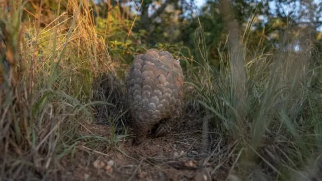 Un pangolin se promène dans la nature