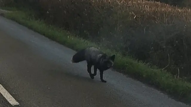 Raposa preta andando em estrada da Inglaterra