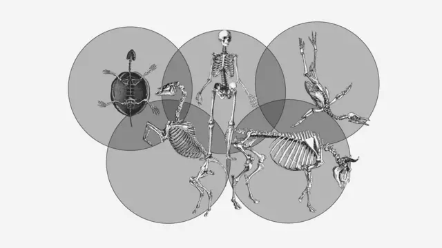 Дарвинга кўра, барча турлар, жумладан инсонлар ҳам мустақил равишда эмас, балки битта аждоддан тарқалганлар.