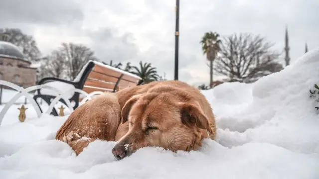 Sultanahmet rayonunda it qarın üstündə yuxuya gedib.