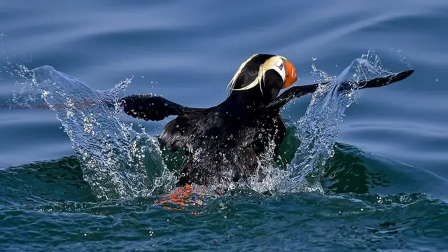 பருவநிலை மாற்றம்: பசியால் கொத்து கொத்தாக செத்து மடிந்த பறவைகள் - பெருஞ்சோக நிகழ்வு