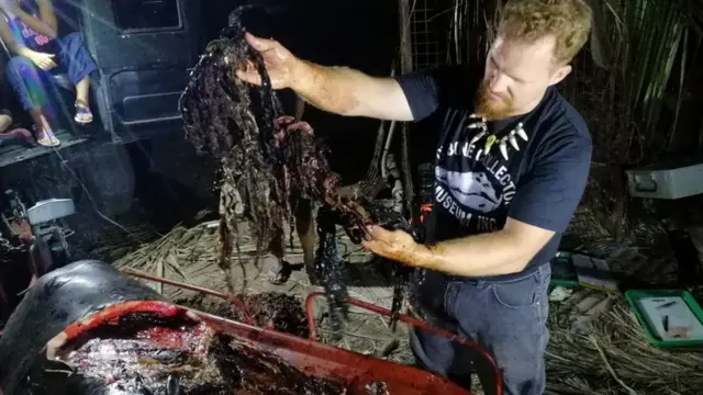 El biólogo Darrell Blatchley extrae del cuerpo de la ballena basura plástica.