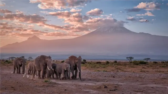 Amboseli is known for its majestic herds of elephant and views of Mount Kilimanjaro in neighbouring Tanzania (Credit: Diana Robinson Photography/Getty Images)