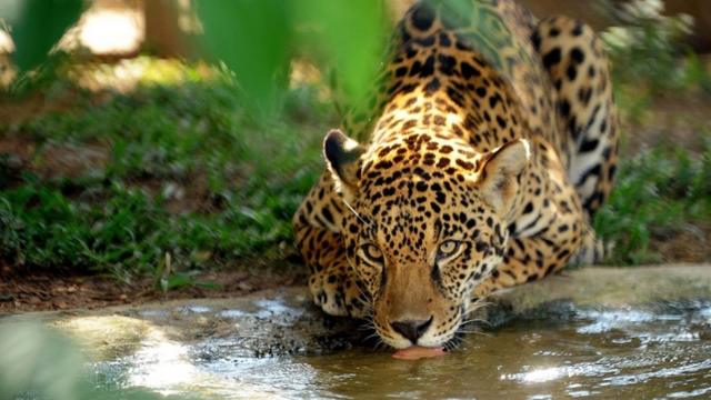 Fotomais de 1 gol betnacional12mais de 1 gol betnacionaljaneiromais de 1 gol betnacional2013, uma onça-pintadamais de 1 gol betnacionalcativeiro bebe águamais de 1 gol betnacionalum recinto na Fazenda Petro Velho, um refúgio da organização não-governamental NEXmais de 1 gol betnacionalCorumbámais de 1 gol betnacionalGoiás, a cercamais de 1 gol betnacional80 kmmais de 1 gol betnacionalBrasília.