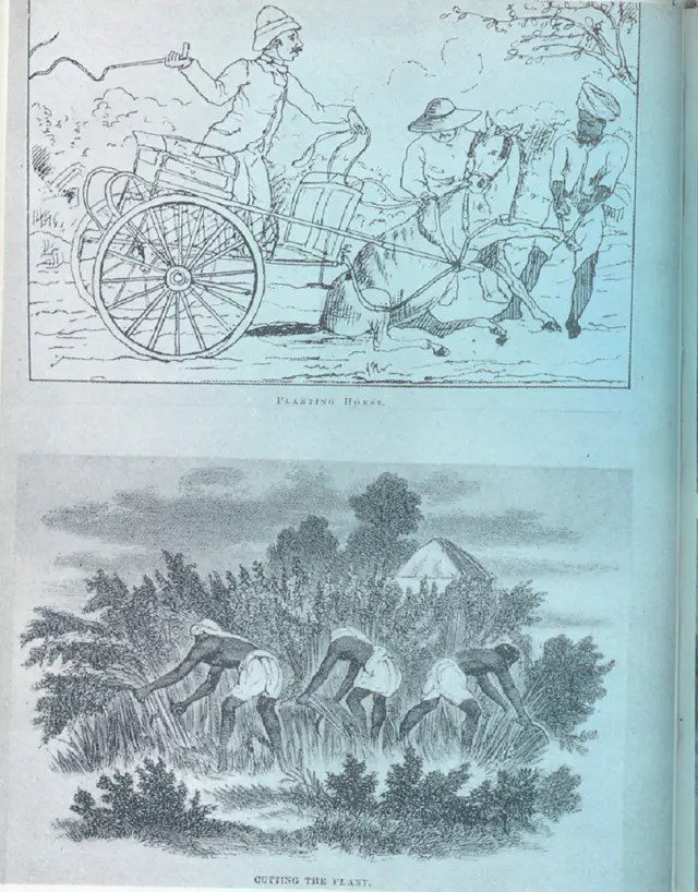 गांधी, चंपारण