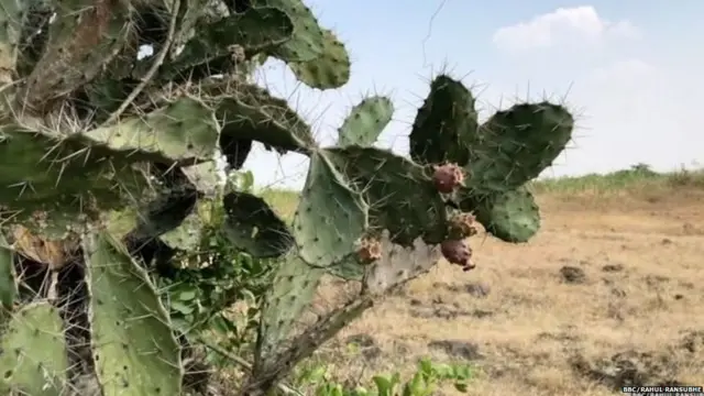 दुष्काळ