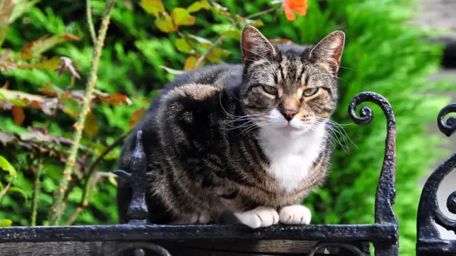 Кто-то убивает лондонских кошек