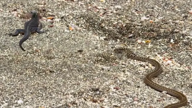 Cobra persegue iguana na ilha Fernandina