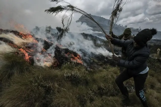 Des gens ont éteint un feu avec des branches d'arbres.