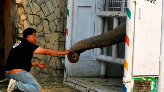 கம்போடியாவுக்கு அழைத்துச் செல்வதற்குத் தயார்படுத்தும் வகையில் காவனை பயணத்துக்கான கூண்டில் வைத்து டாக்டர் காலீல் உணவளிக்கிறார்.