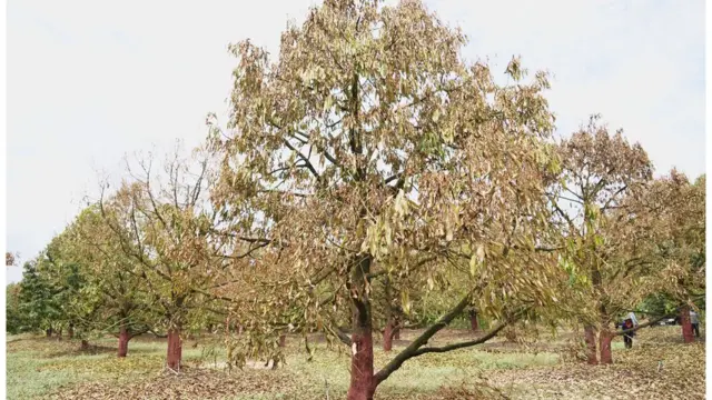 Tappanai Boonbandit/BBC thai