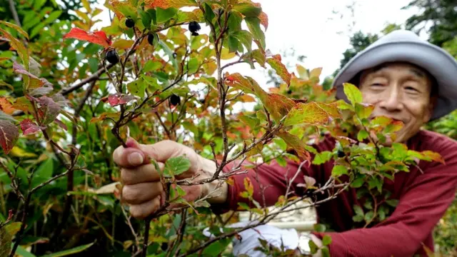 Смотрите: черника!