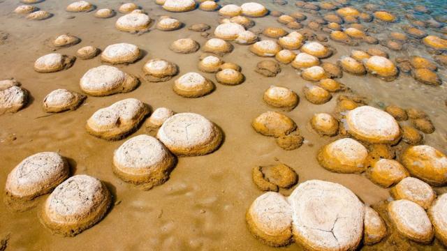 Les thrombolites du lac Clifton sont estimées à 2 000 ans