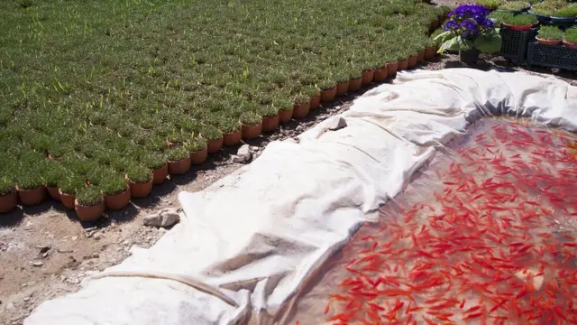 بازار گل محلات