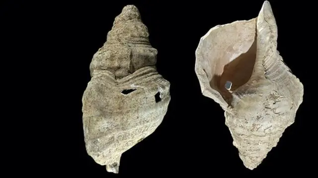 раковина каменного века