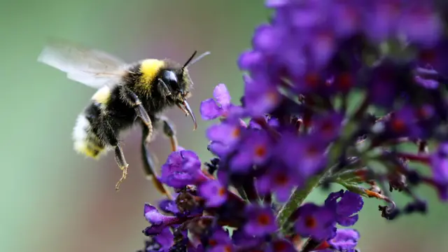 Abejorro aproximándose a una flor