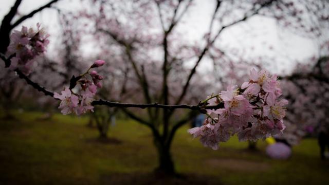 People walk among the cherry blossoms at a park