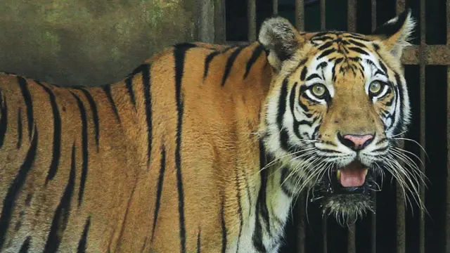 Бенгальський тигр