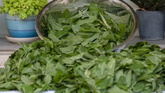 ورق الملوخية