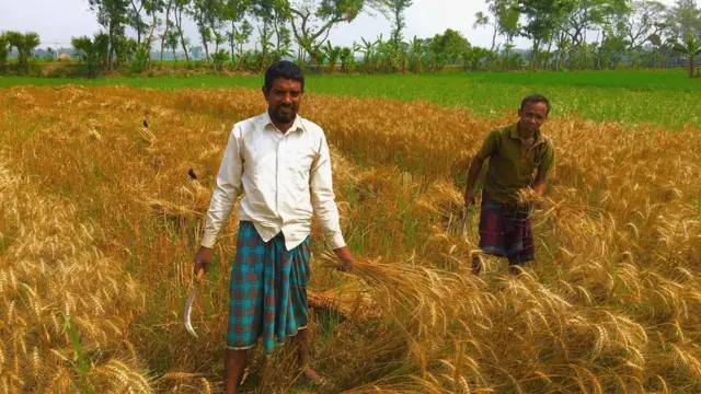 ব্রিধান ২৮ এবং ২৯ থেকে কৃষক ব্যাপক লাভবান হয়েছেন