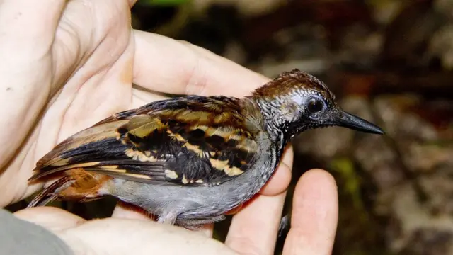 Myrmornis torquata - pinto-do-mato-carijó