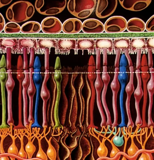 برداشتی هنری از شبکیه چشم