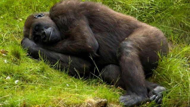У человекообразных обезьян сон вполне человеческий
