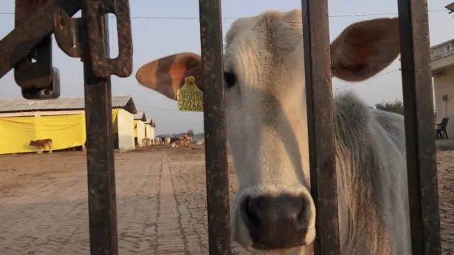 गोशाला में गाय
