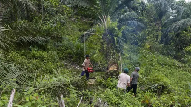 Пальмова олія