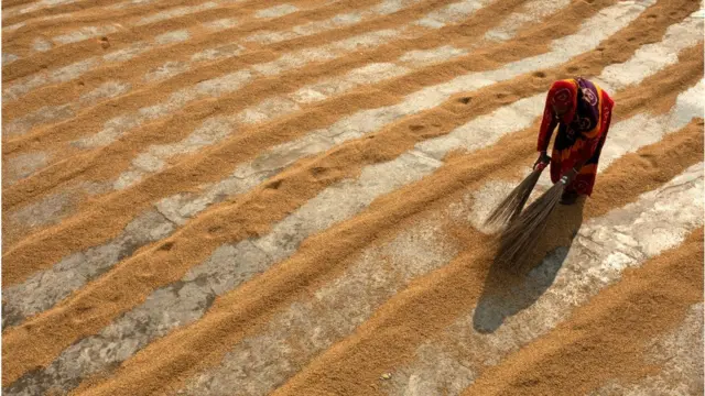 কৃষি খাতে নারী।