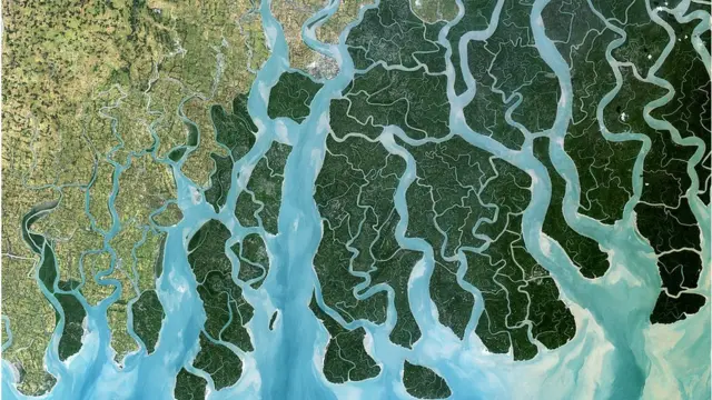 সুন্দরবন।