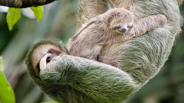 Bicho-preguiça com filhote