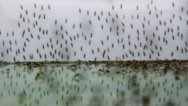 Wuraren kwanciyar ruwa matattara ce ta hayayyafar sauro