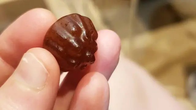 메뚜기 젤리. 다른 맛을 첨가해서 메뚜기 맛은 나지 않는다