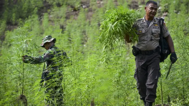 Gonar Taba wiwi a Indonesia