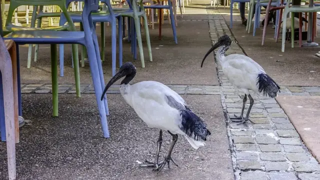 Ibici u urbanom okruženju