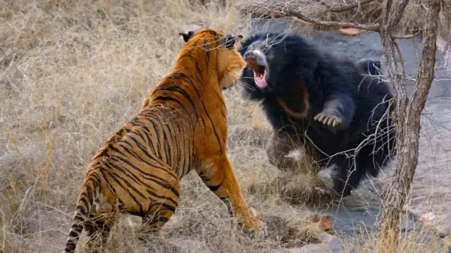 인도 란탐보르 국립공원에서 어미 느림보곰이 호랑이와 싸우고 있다. 최근 연구에 따르면 두 종 모두 도로와 관련해 커다른 위기에 처해 있다