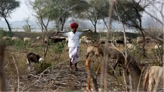 गाय, मध्य प्रदेश