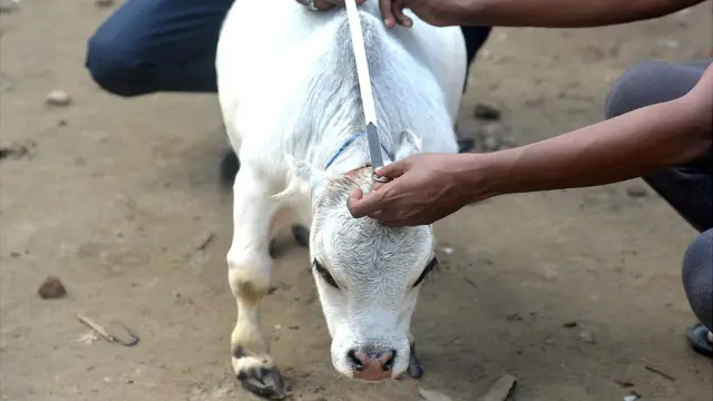 रानी अब 'दुनिया की सबसे छोटी गाय' का टाइटल पाने की दौड़ में हैं