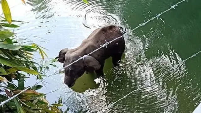 kerala elephant news