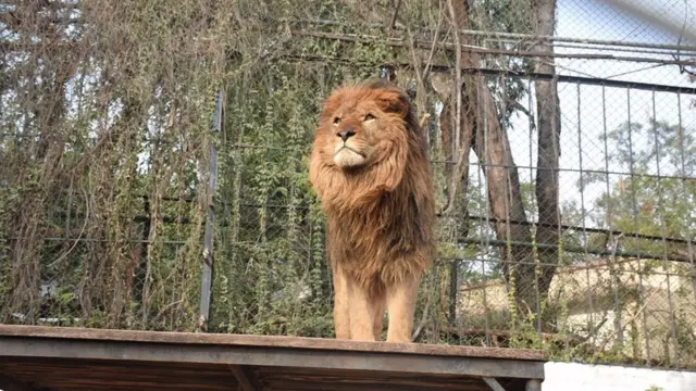 وائلڈ لائف بریڈنگ