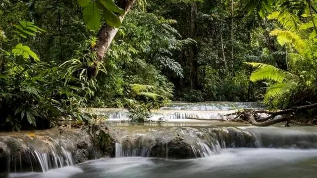 जंगलों का जीवन