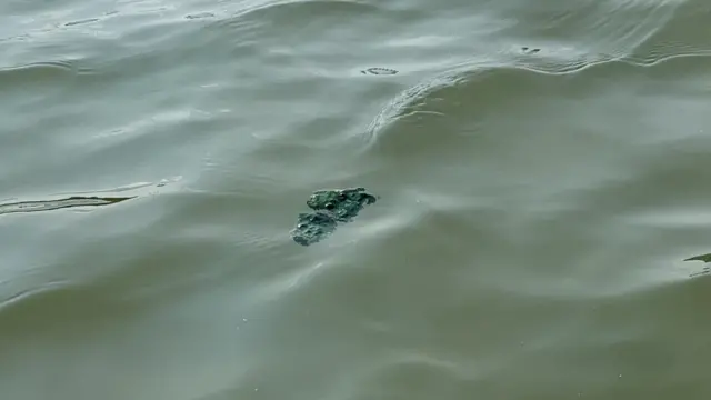 Fekalije plutaju ispred Beograda na vodi