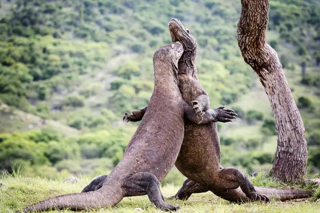 டிராகன்கள் வசிக்கும் தீவு: ஓர் அரிய உயிரினத்தை காக்கும் முயற்சி