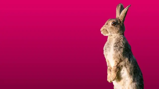 Conejo en fondo rosa