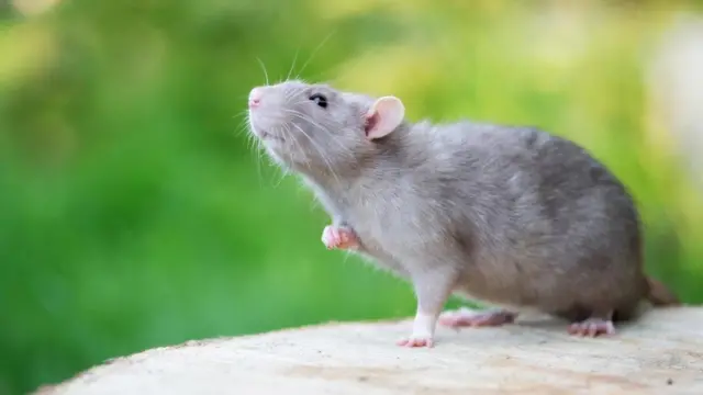 Профессор Софи Скотт обнаружила, что крысы прекращают "смеяться", когда находятся в состоянии тревоги