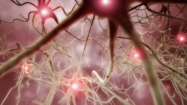 nöronlar, sinir hücreleri