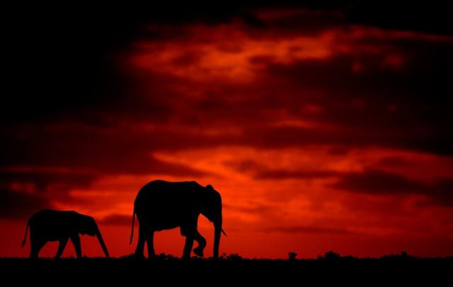 Silhouette photo of elephants